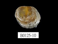 藏品(銀蛤)的圖片